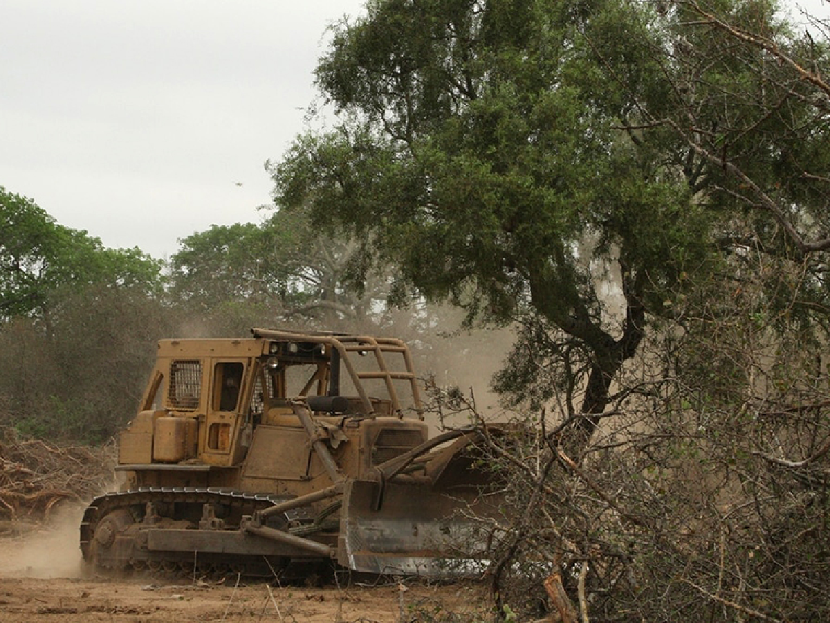 Chaco derog por decreto permisos de desmonte sobre bosques