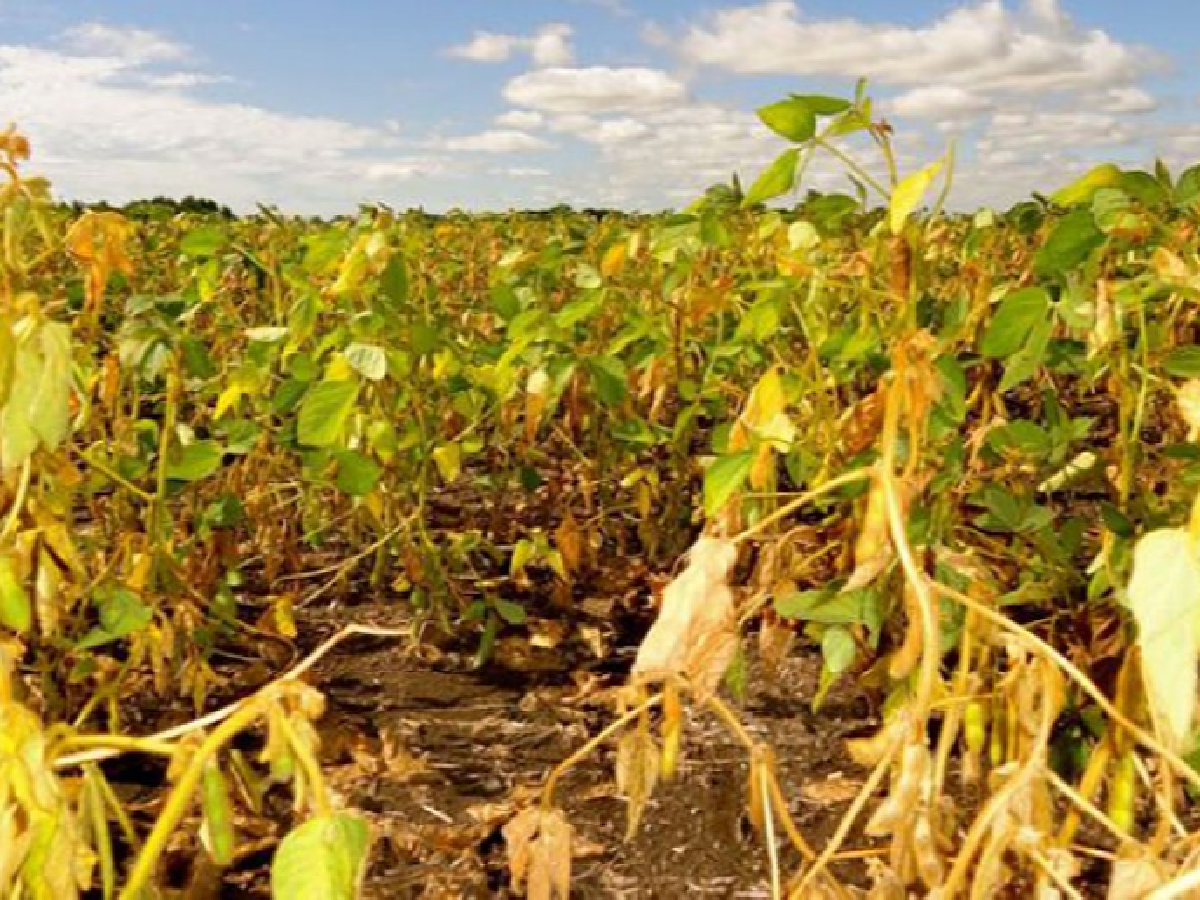 Nación Declaró La Emergencia Agropecuaria Por Sequía Para Departamentos