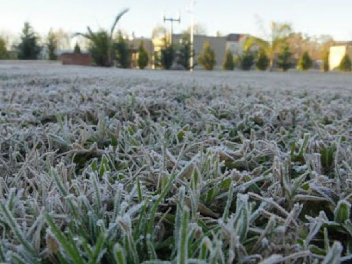 Las primeras heladas favorecen la siembra de trigo – La Voz de San Justo