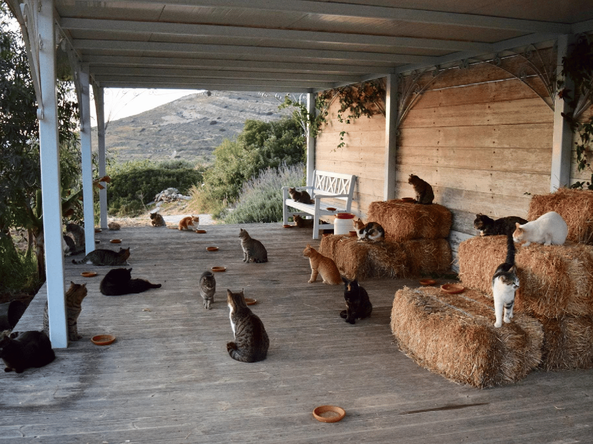 Ofrecen un puesto de trabajo para cuidar gatitos en una isla griega