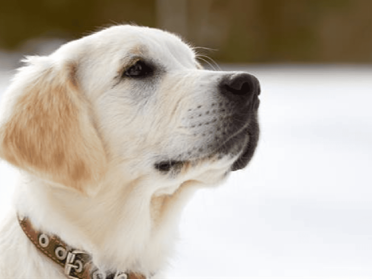 Un perro se quedó 20 horas en la nieve cuidando a su dueño accidentado