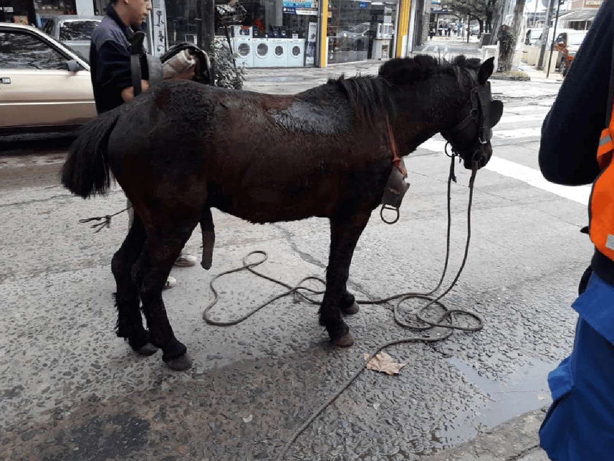 Restituyeron un caballo a su dueño acusado de maltratar el animal (+VIDEO)