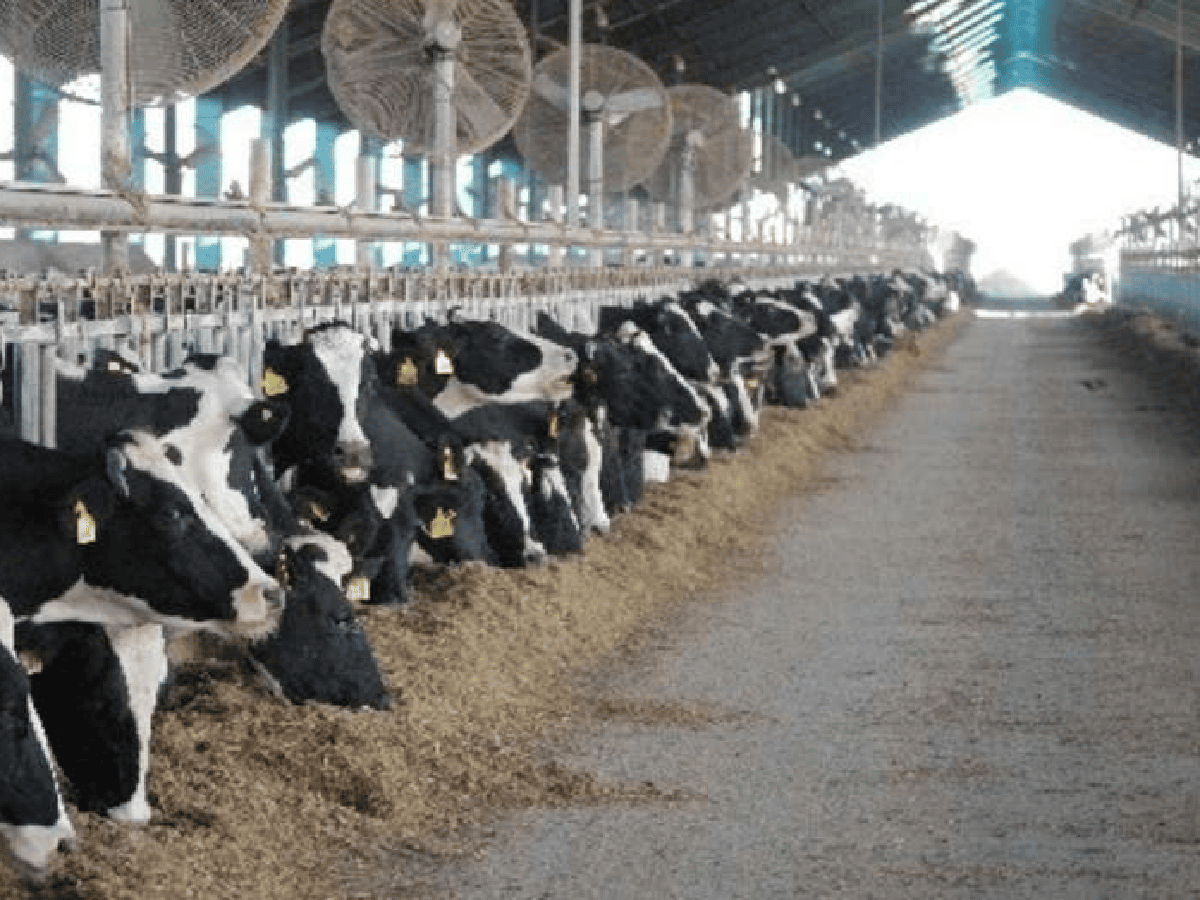 La producción de leche creció en un 9,4 por ciento interanual 
