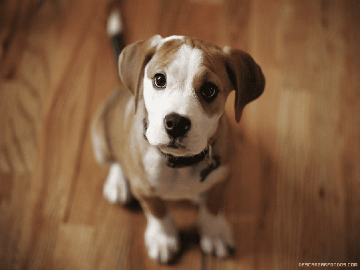 La ciencia explica por qué es "enternecedora" la mirada de los perros