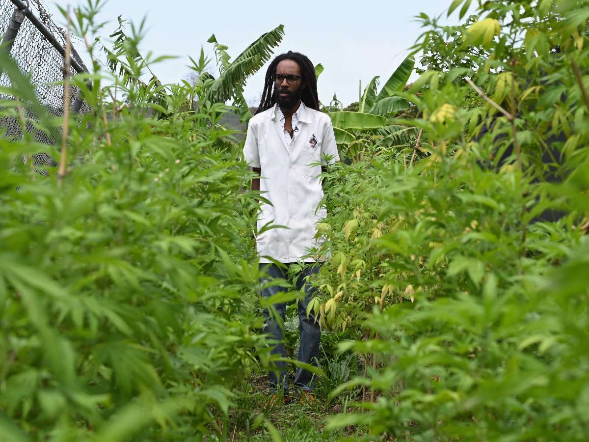 Jamaica en busca de la granja del cannabis perdido    