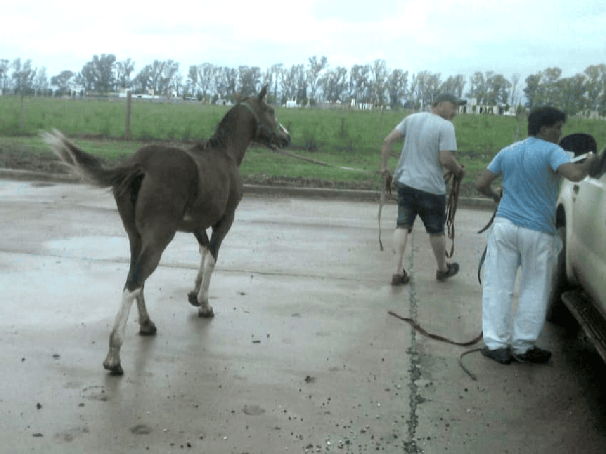 Ya rige la ordenanza por caballos sueltos: secuestraron un animal en Los Palmares