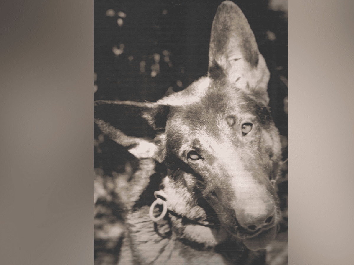 La historia de "Chonino", el perro héroe de la policía