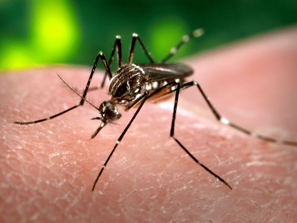 Detectan siete nuevos casos de dengue en Córdoba
