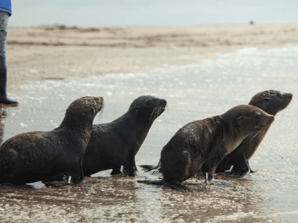 [Video] Cuatro lobos marinos volvieron al mar tras recuperarse de cuadros de desnutrición 