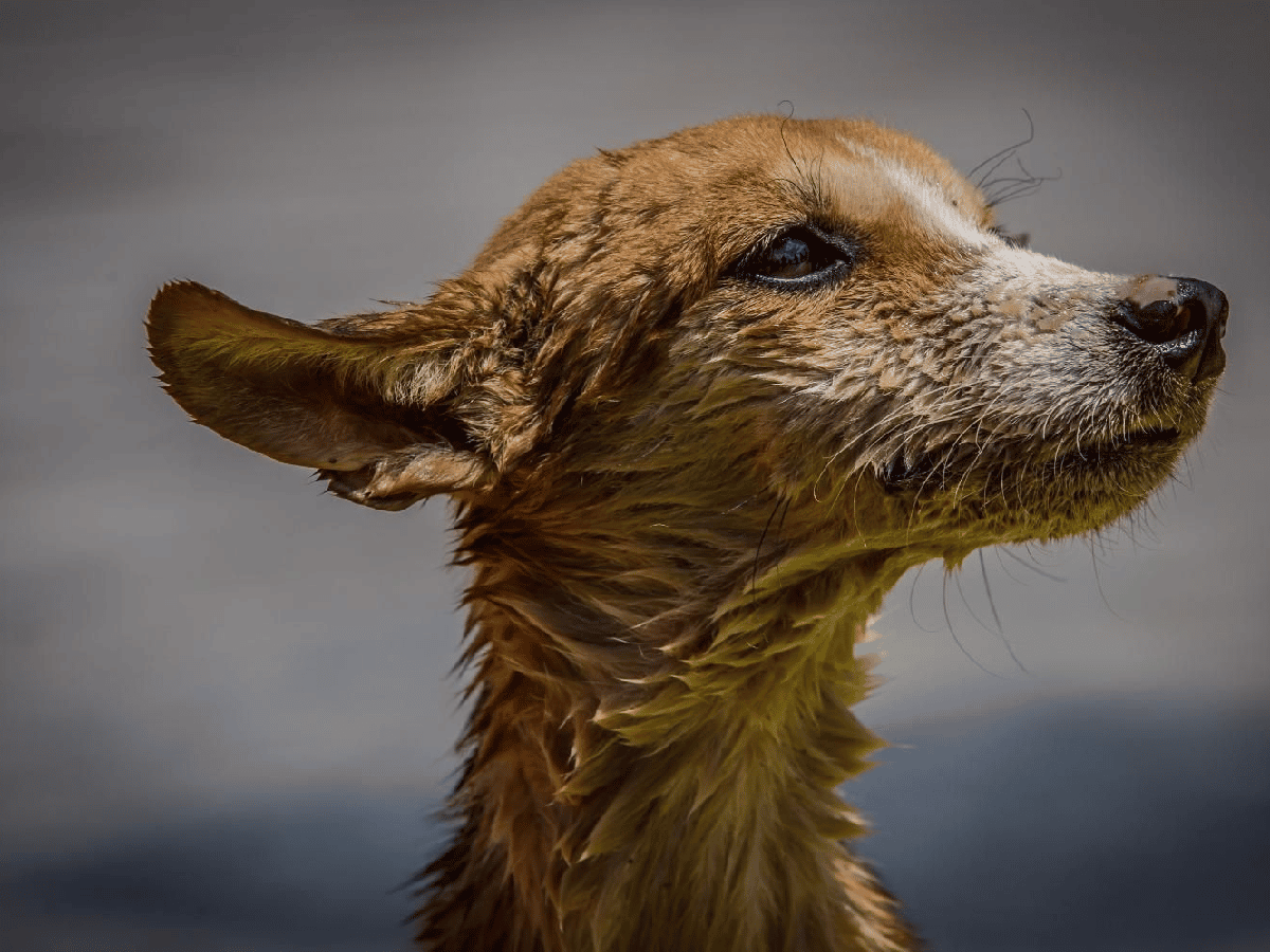 Un perrito sobrevivió dos días en medio de la inundación en Salta