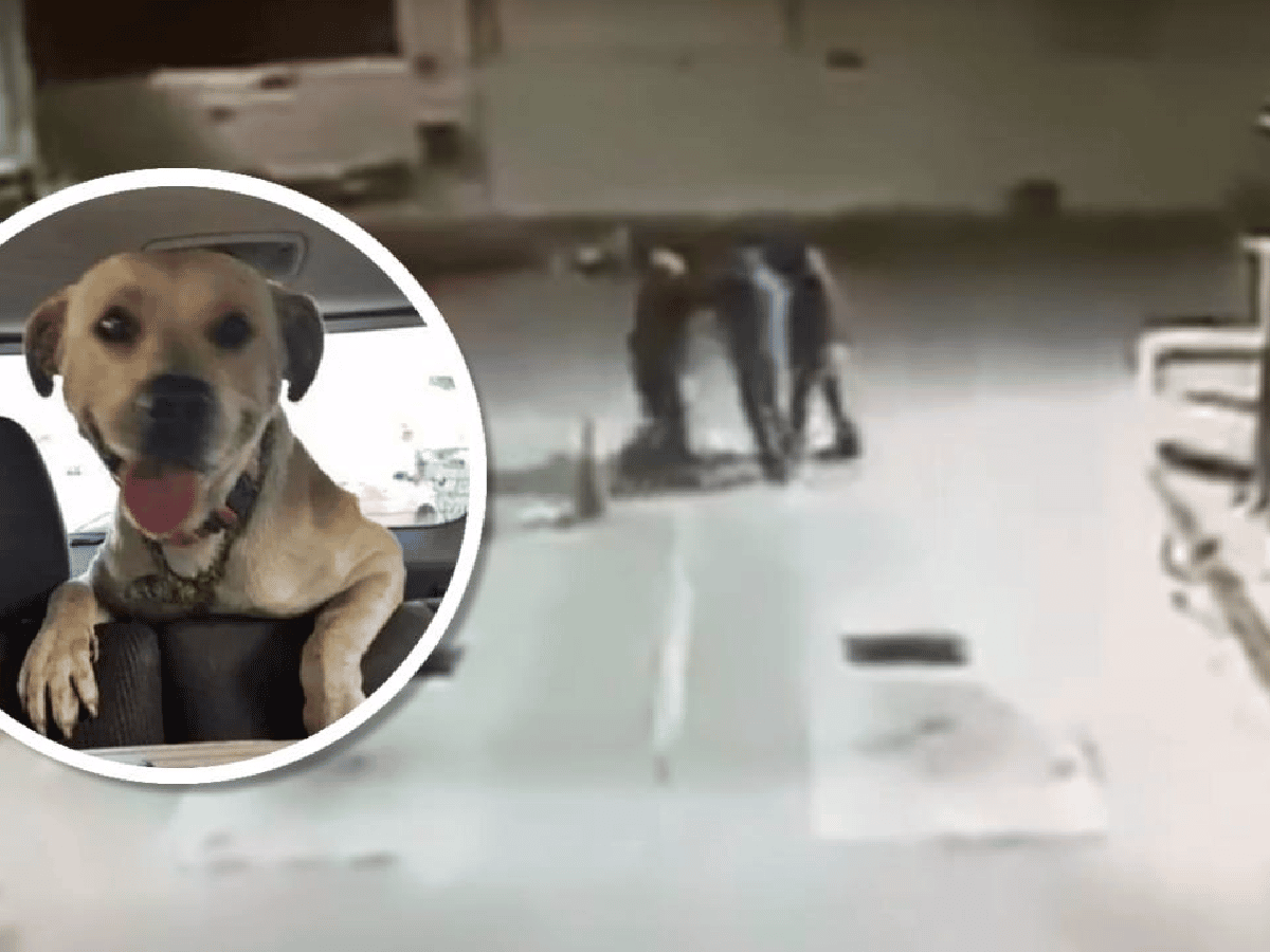 [Video] Un perro callejero salvó a un playero de un asalto