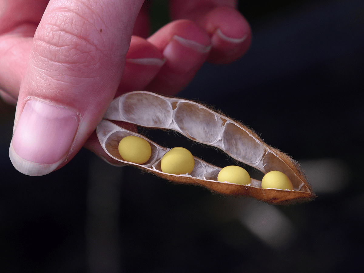Una soja con vainas de cuatro granos para aumentar el rinde  