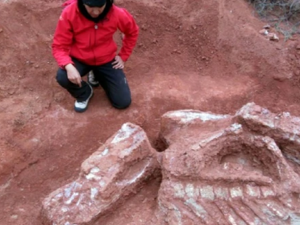 Descubrieron en San Juan restos del dinosaurio gigante más antiguo hallado hasta el momento