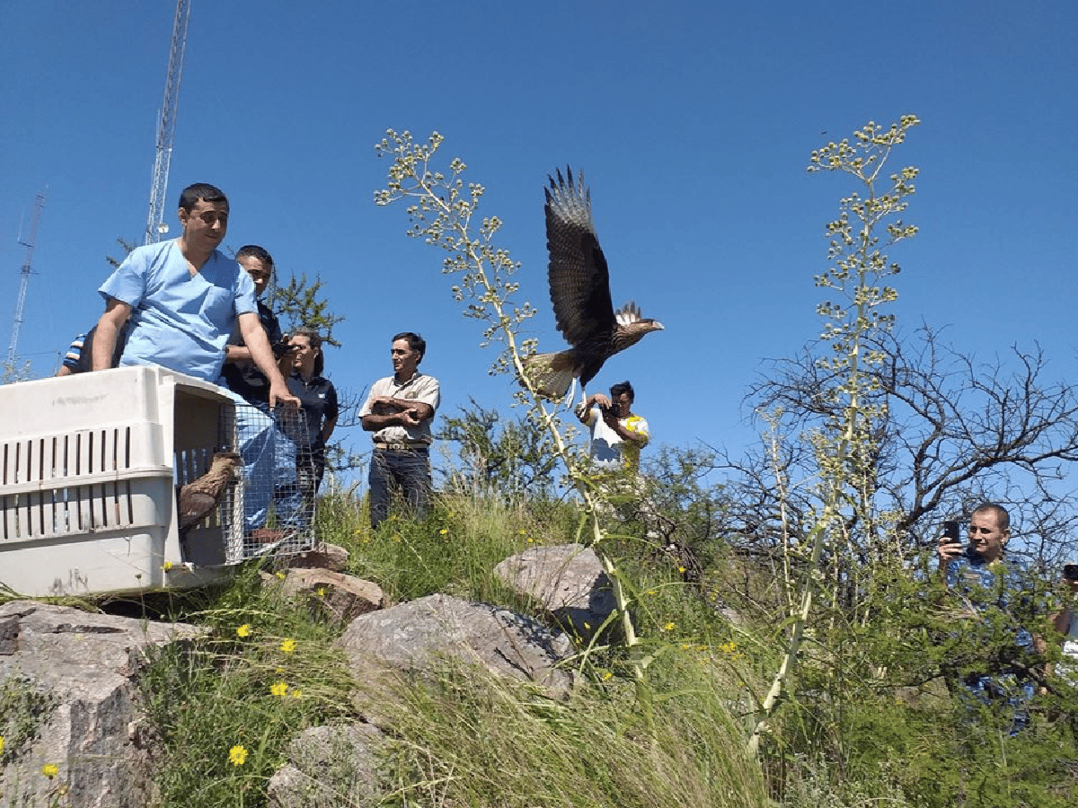 Liberan 22 aves autóctonas en la Reserva Natural de La Calera