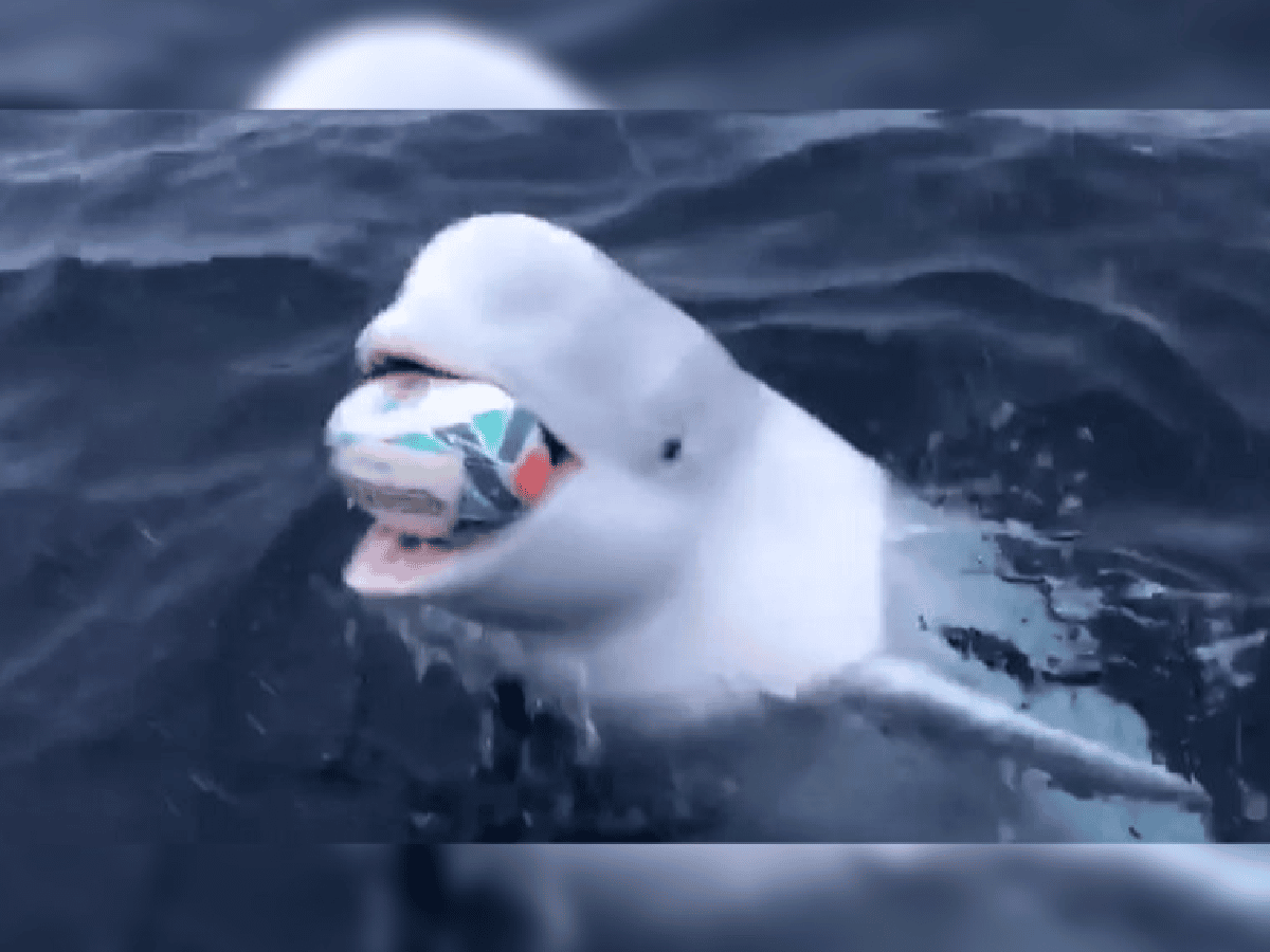 Una ballena juega con una pelota de rugby y es furor en internet