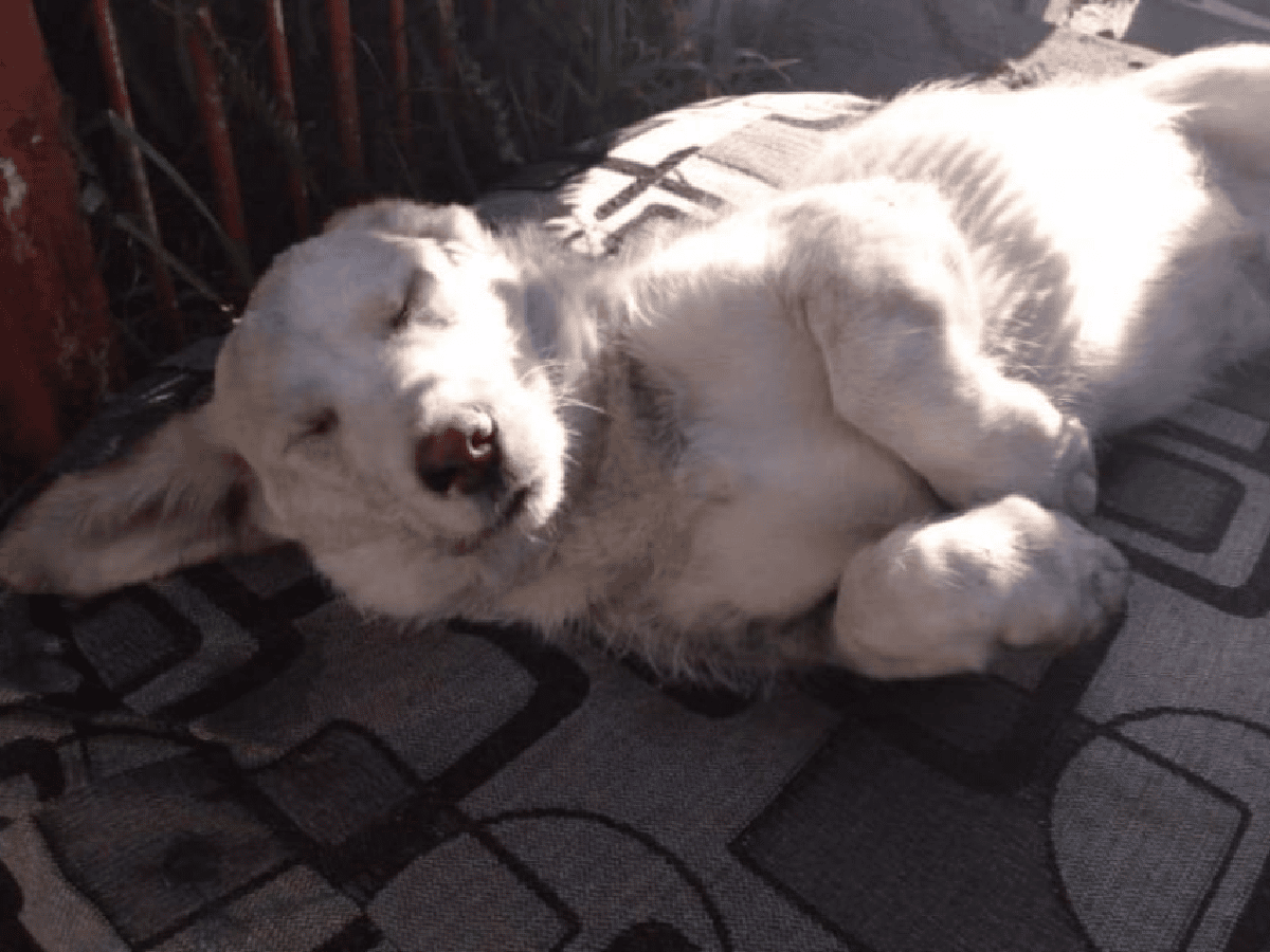 Mar del Plata: bomberos salvaron a un perro tras practicarle RCP 