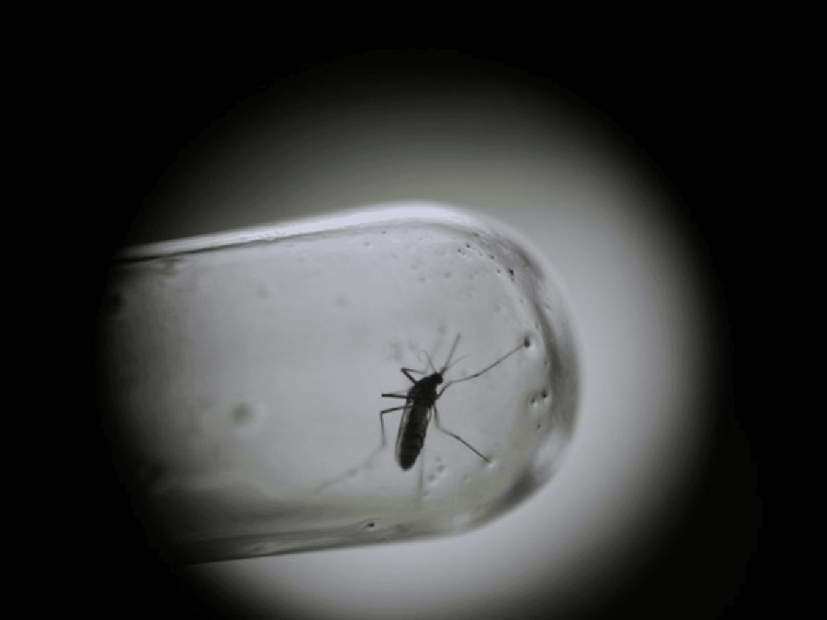 Dengue: crisis sanitaria