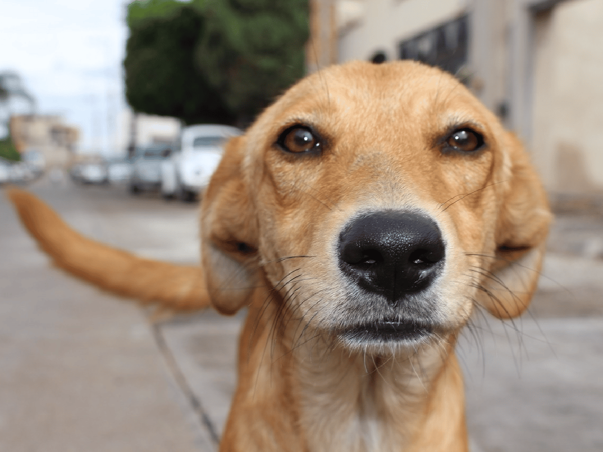 Perros callejeros: Concejo analiza  beneficios a quienes adopten y  proteccionistas ponen reparos 