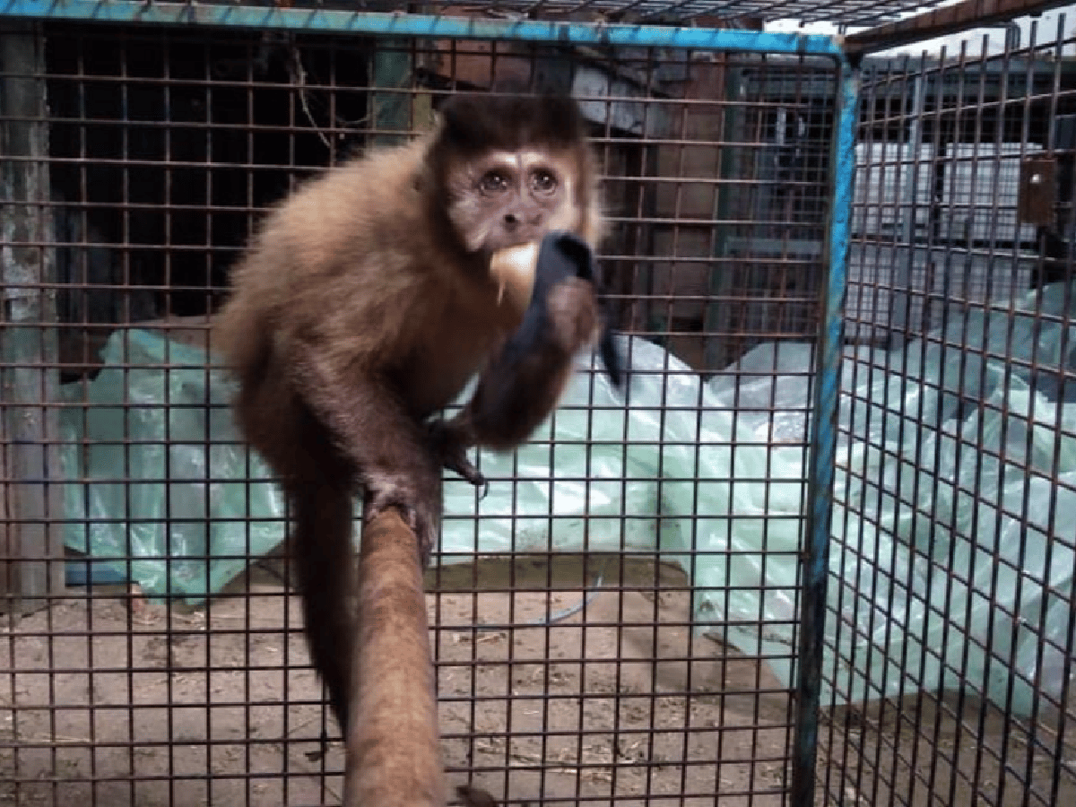 Rescatan mono que se metió a una sandwichería en Laboulaye