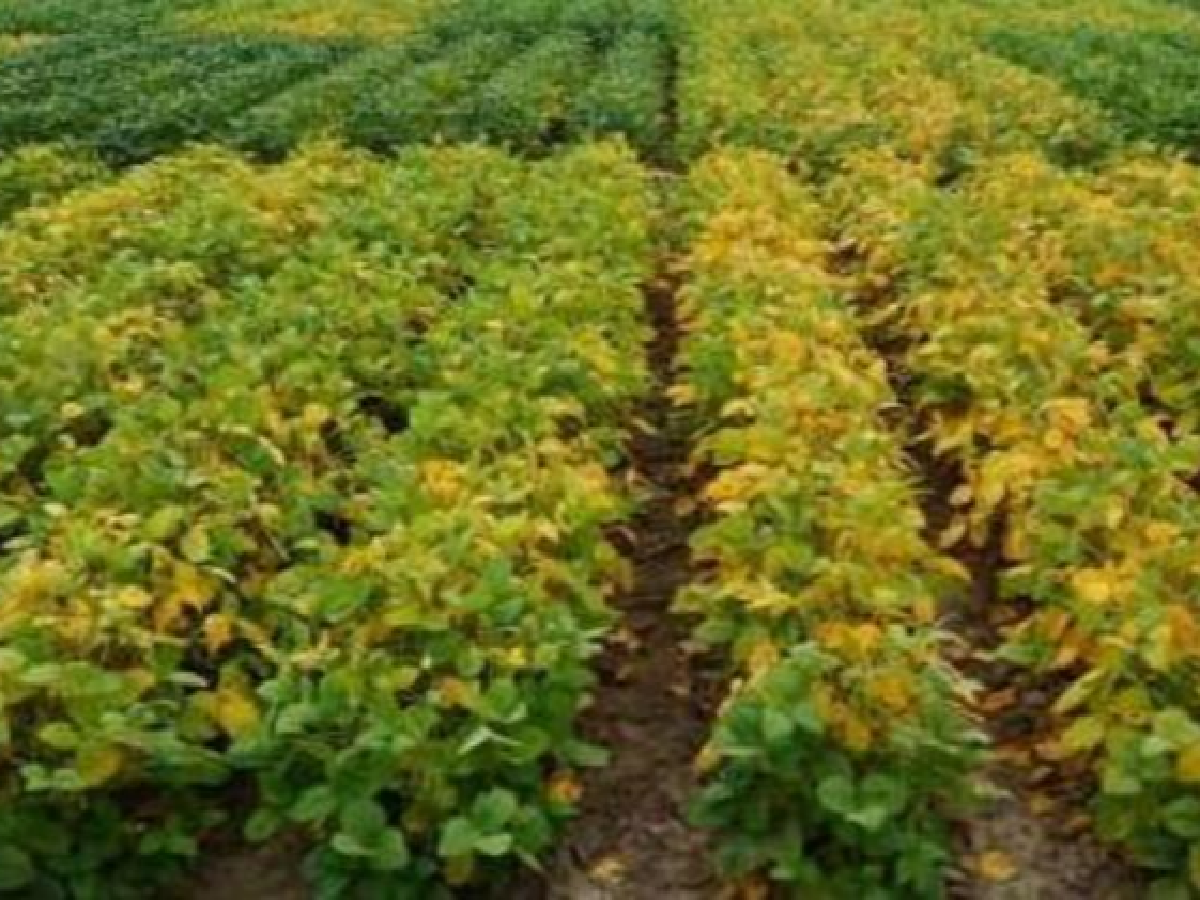 La soja resistente a sequía podría aportar 60 U$S por hectárea más en Córdoba