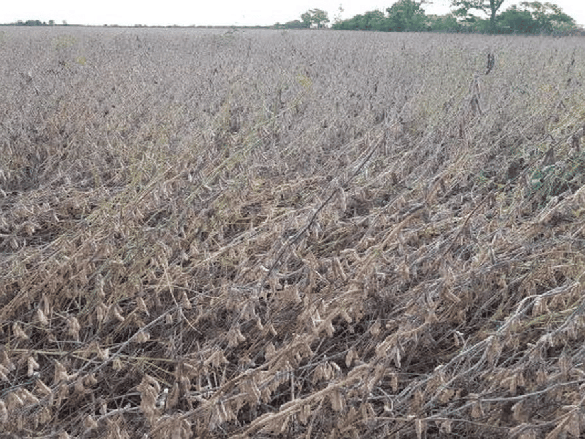 El clima complicó los lotes de soja de segunda en el centro y norte de Santa Fe