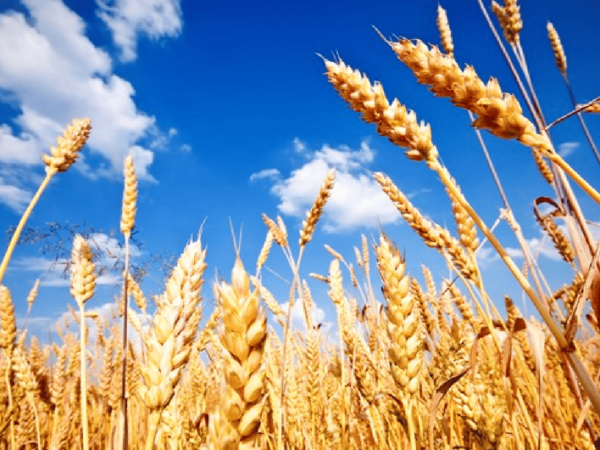 La falta de lluvias complican al trigo y al garbanzo cordobés