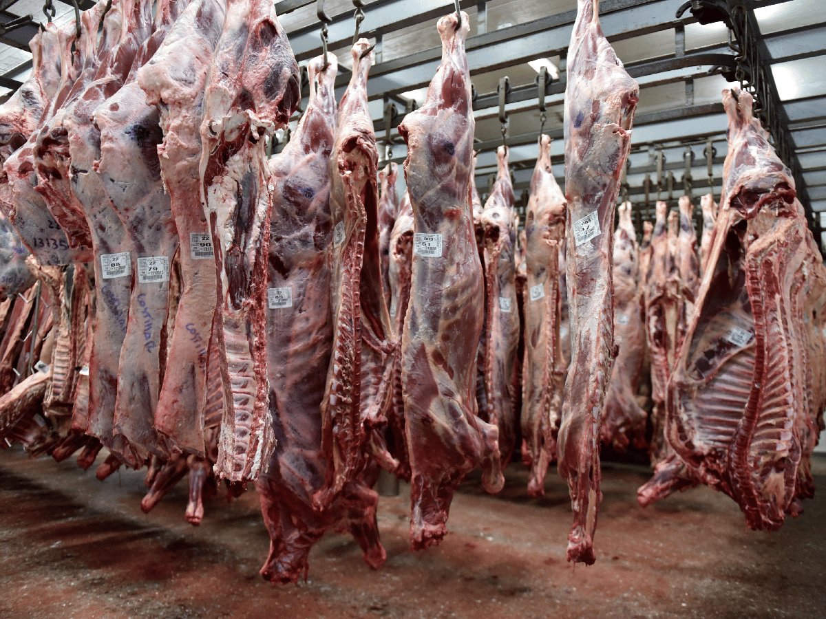 Frigorífico asegura que la baja en el peso de faena mejoró la calidad de carne al consumidor  