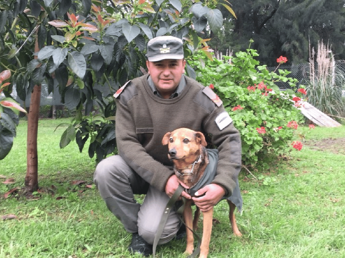 El perro que esperó por años a su dueño fallecido, fue adoptado por Gendarmería y hoy es una estrella en desfiles militares
