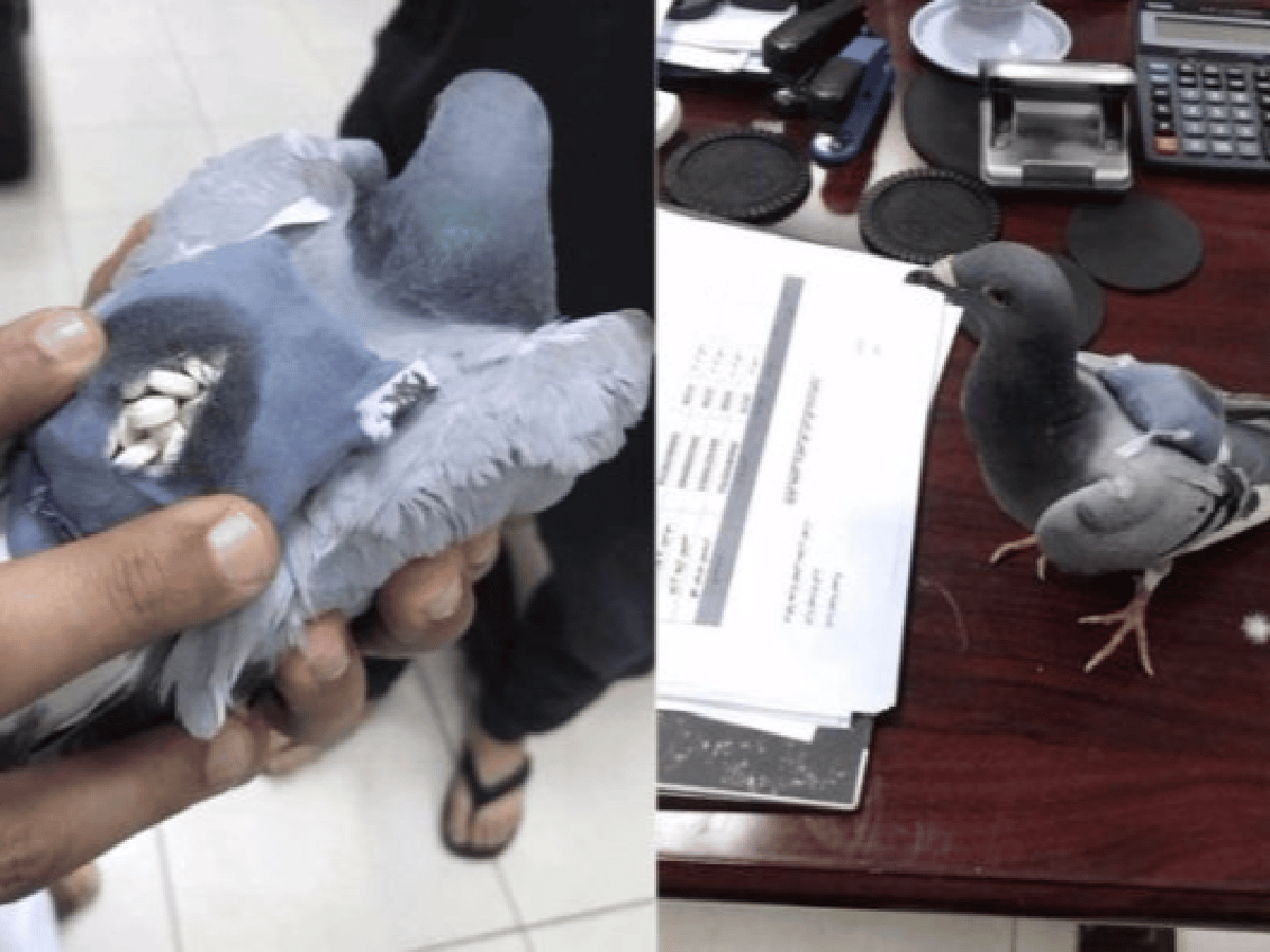 Detuvieron a una “narco paloma” con droga en su mochila