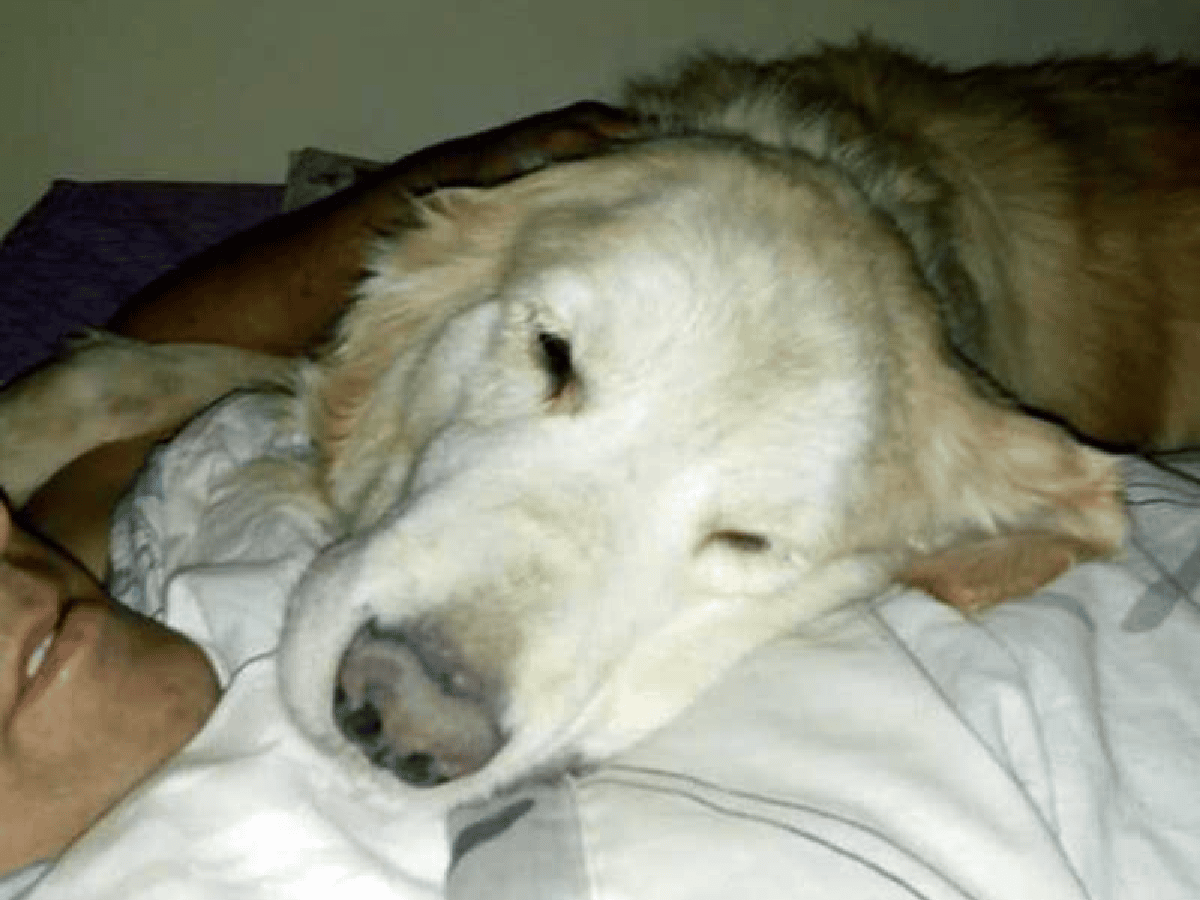 Murió Mateo, uno de los perros del grupo de rescate K9 de los bomberos
