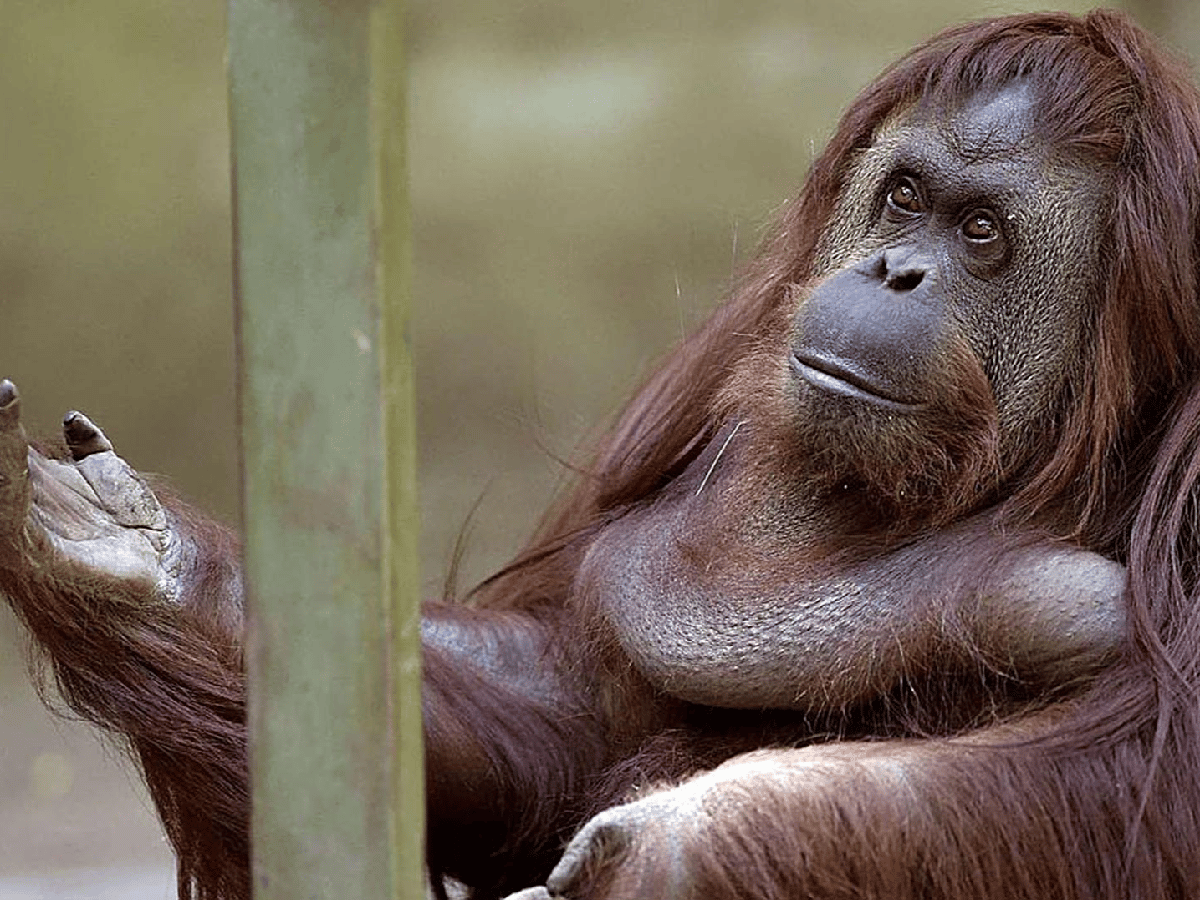 [VIDEO] Sandra, la orangutana, inicia su viaje a Estados Unidos