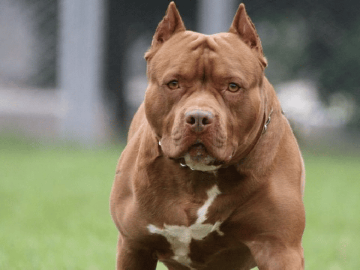 Un joven con síndrome down murió tras ser atacado por su perro pitbull