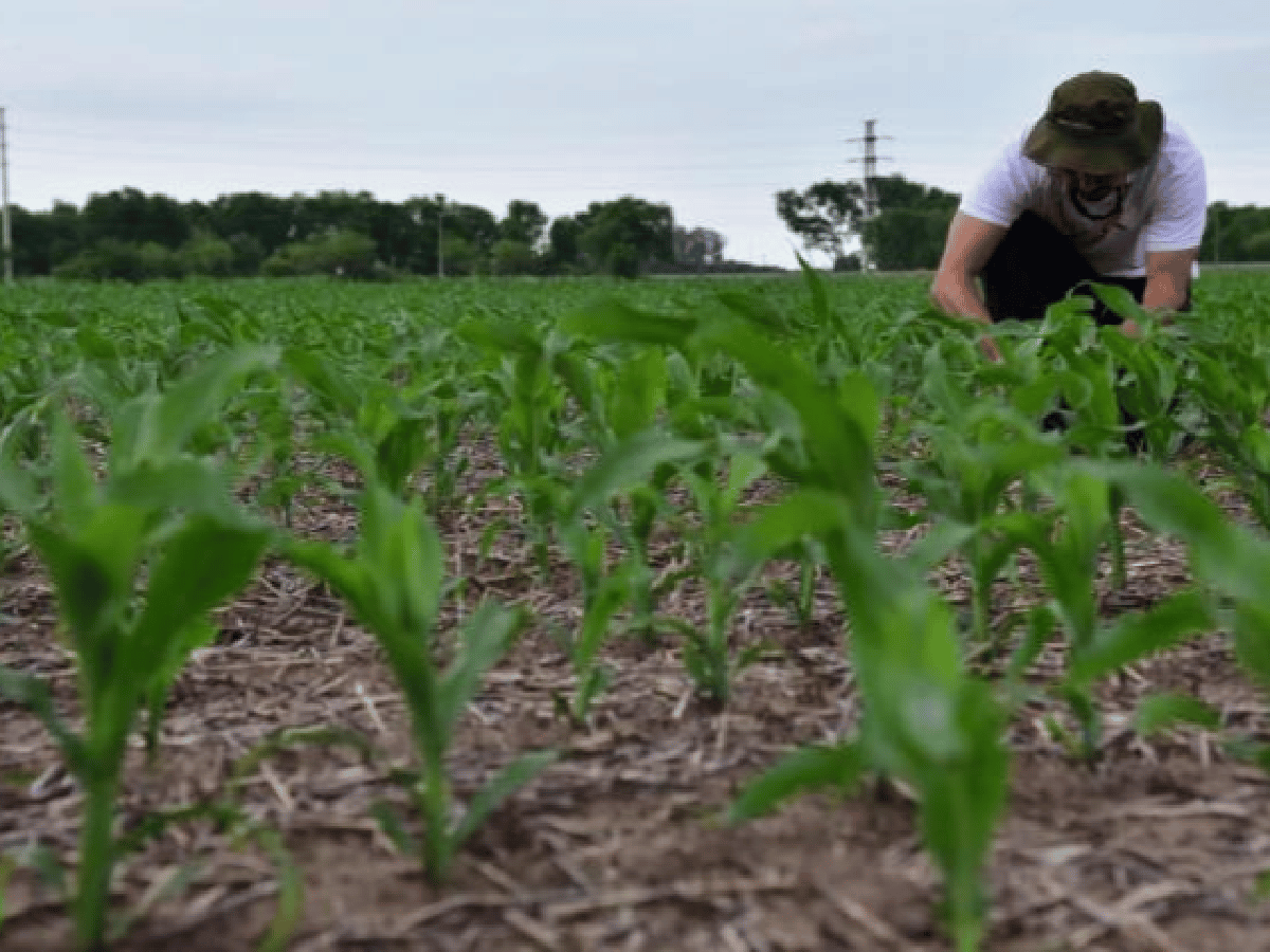 En Córdoba, la relación maíz-soja será la más equilibrada en 22 años