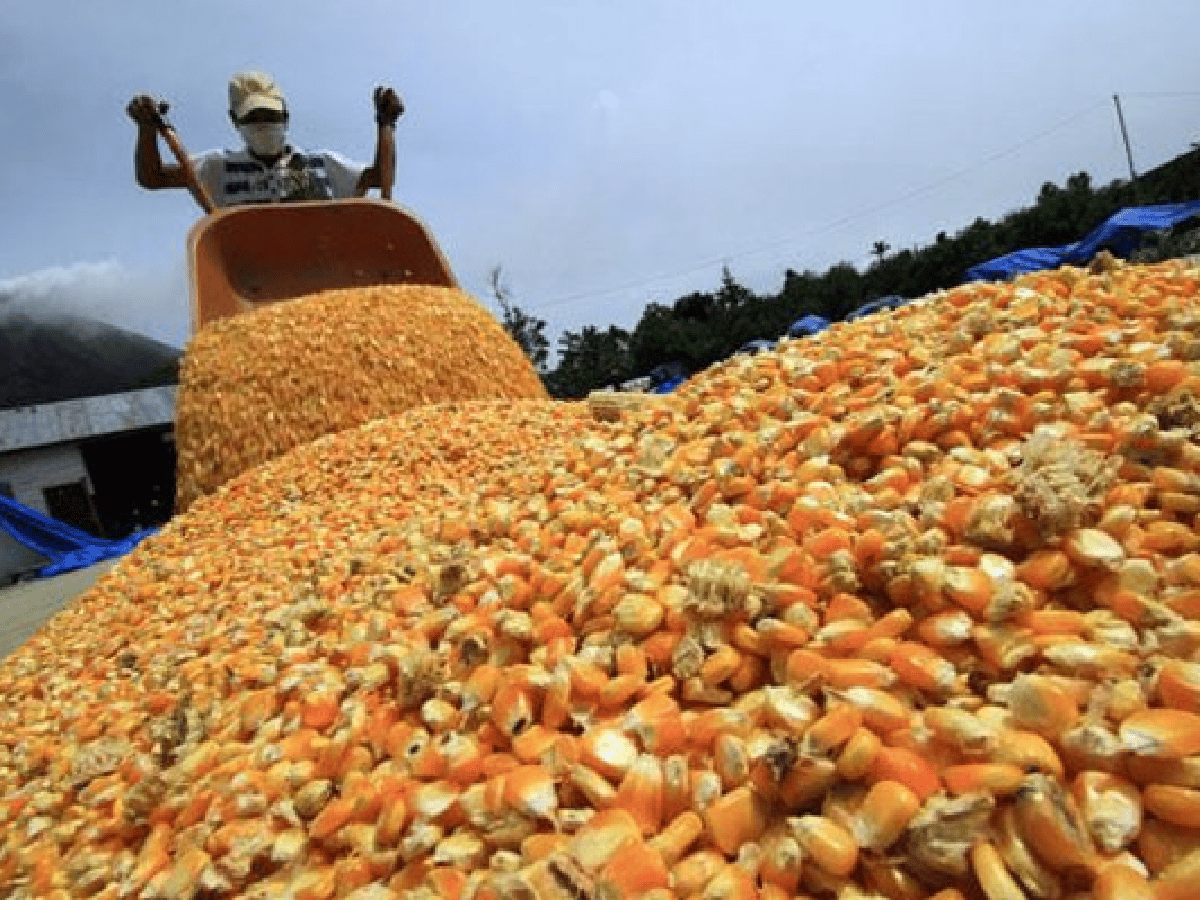 "Récord histórico" del maíz en las entregas totales de granos en puertos de Rosario 