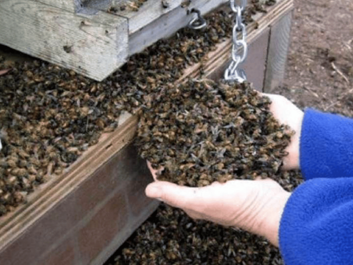 Investigan causas de la muerte de millones de abejas en la zona de Traslasierra