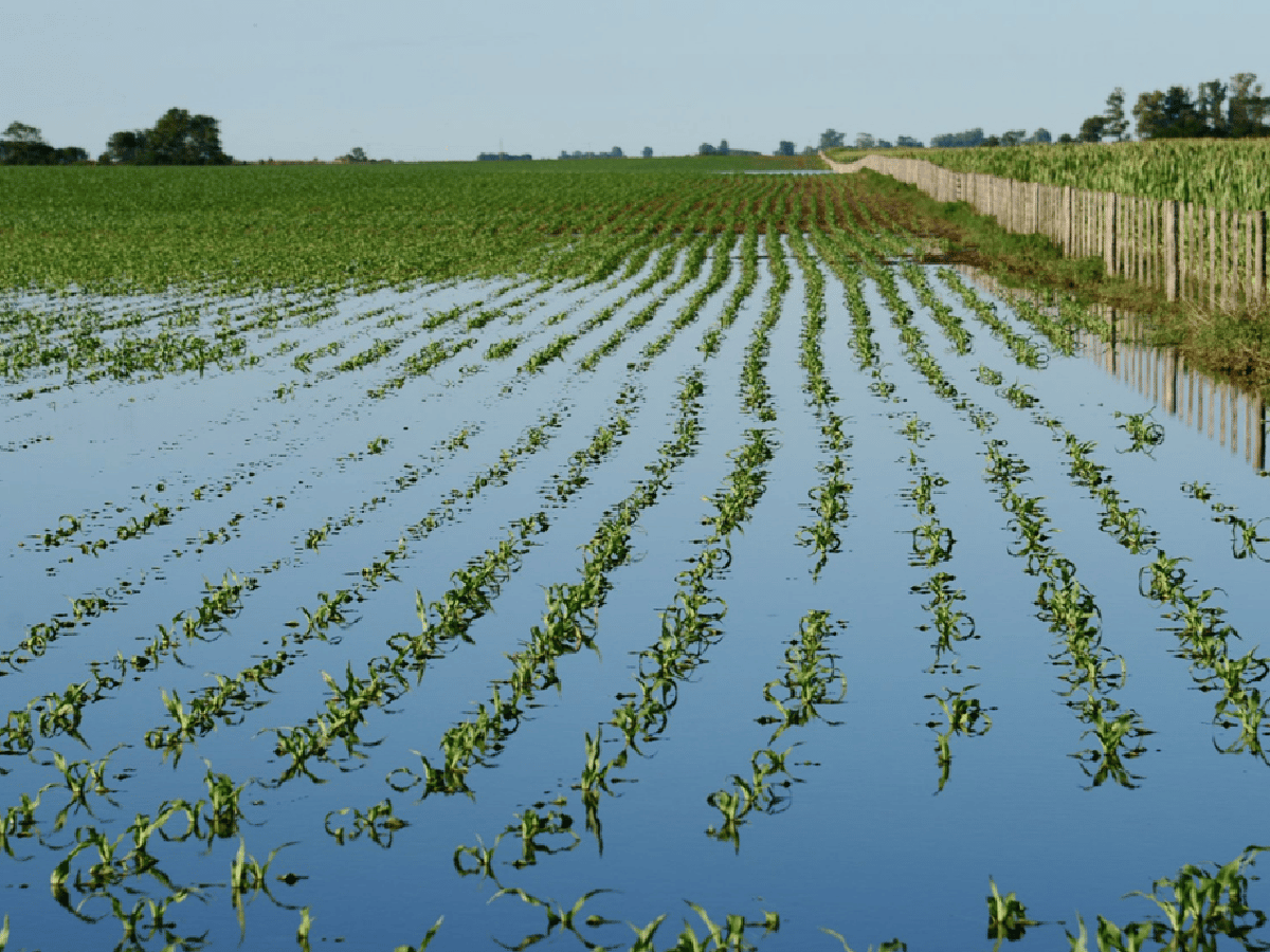 Por las inundaciones se perdieron las cosechas de maíz, girasol y algodón en Santa Fe