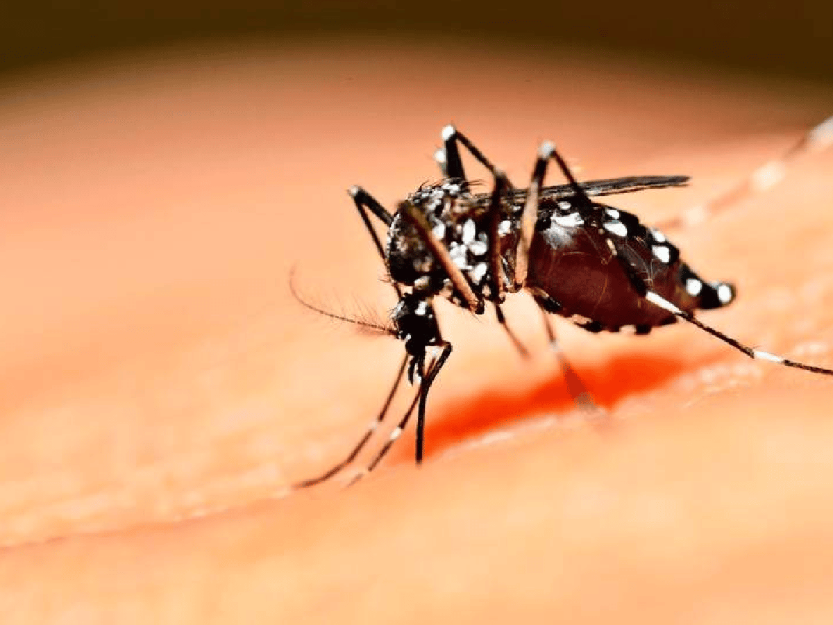 Dengue en Córdoba: otros cinco casos autóctonos y suman ocho
