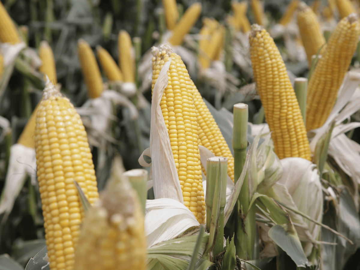  Córdoba es mundial por el maíz: ocupa el octavo puesto  