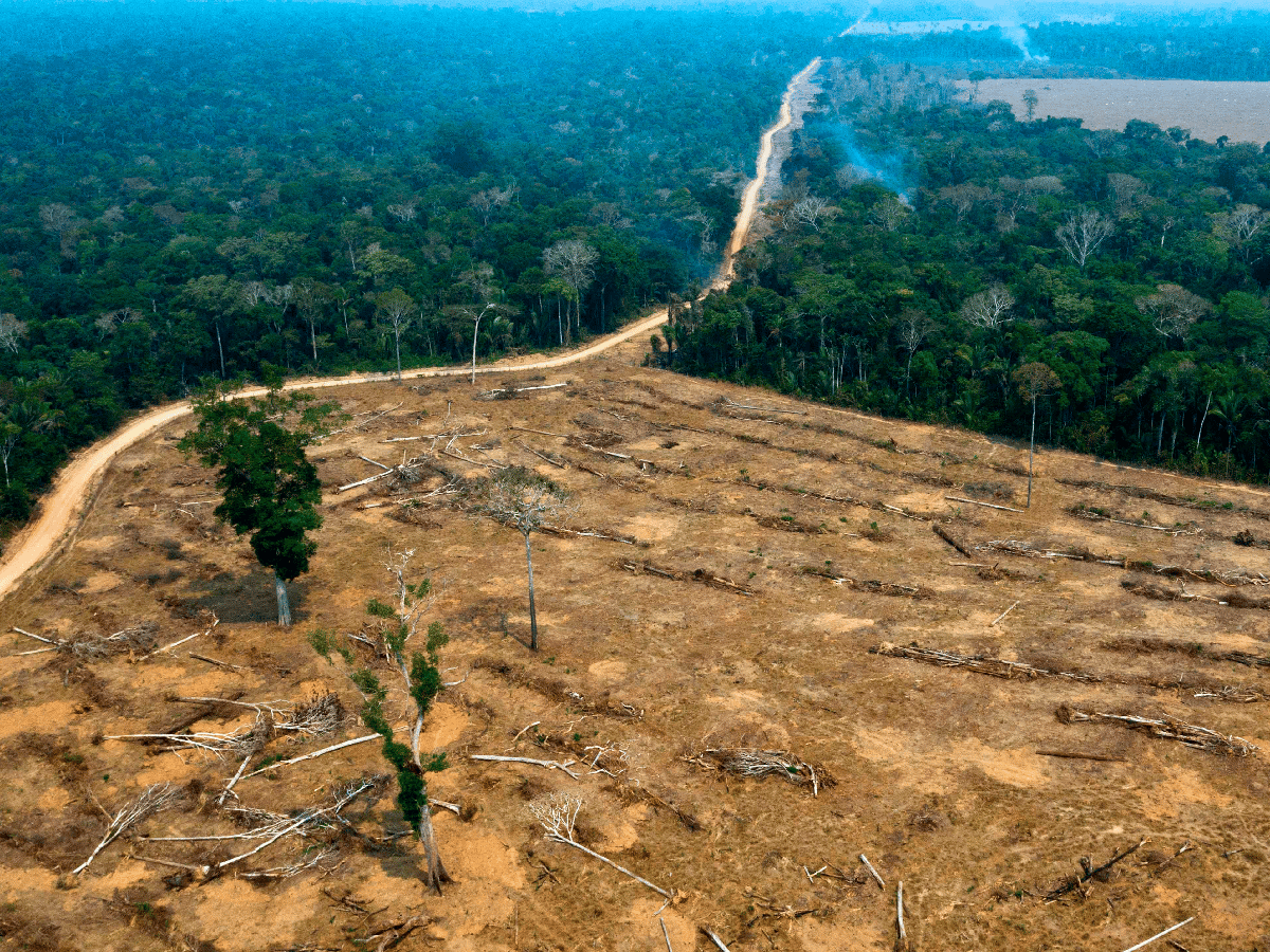 Compromiso medioambiental: por qué cuidar los bosques
