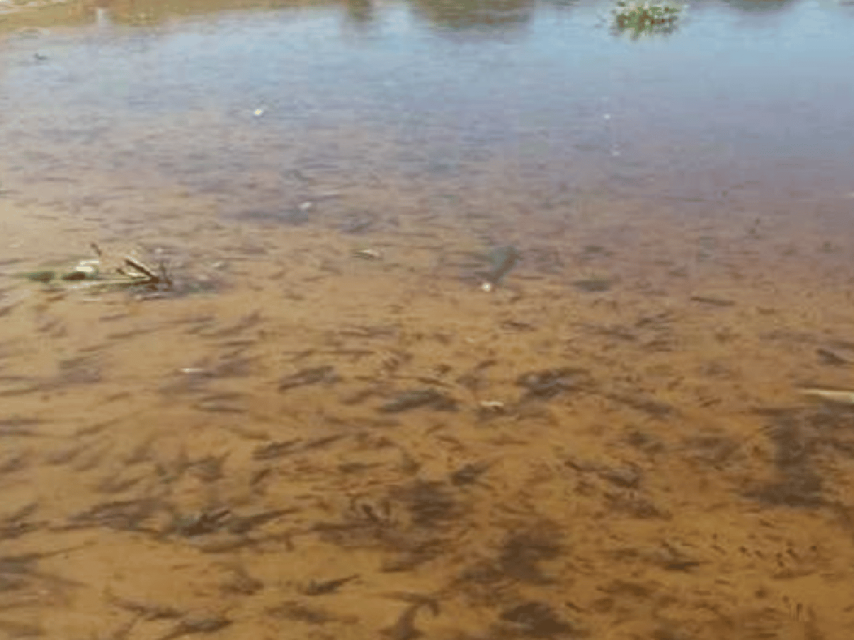 Preocupación por peces muertos en Santa Fe 