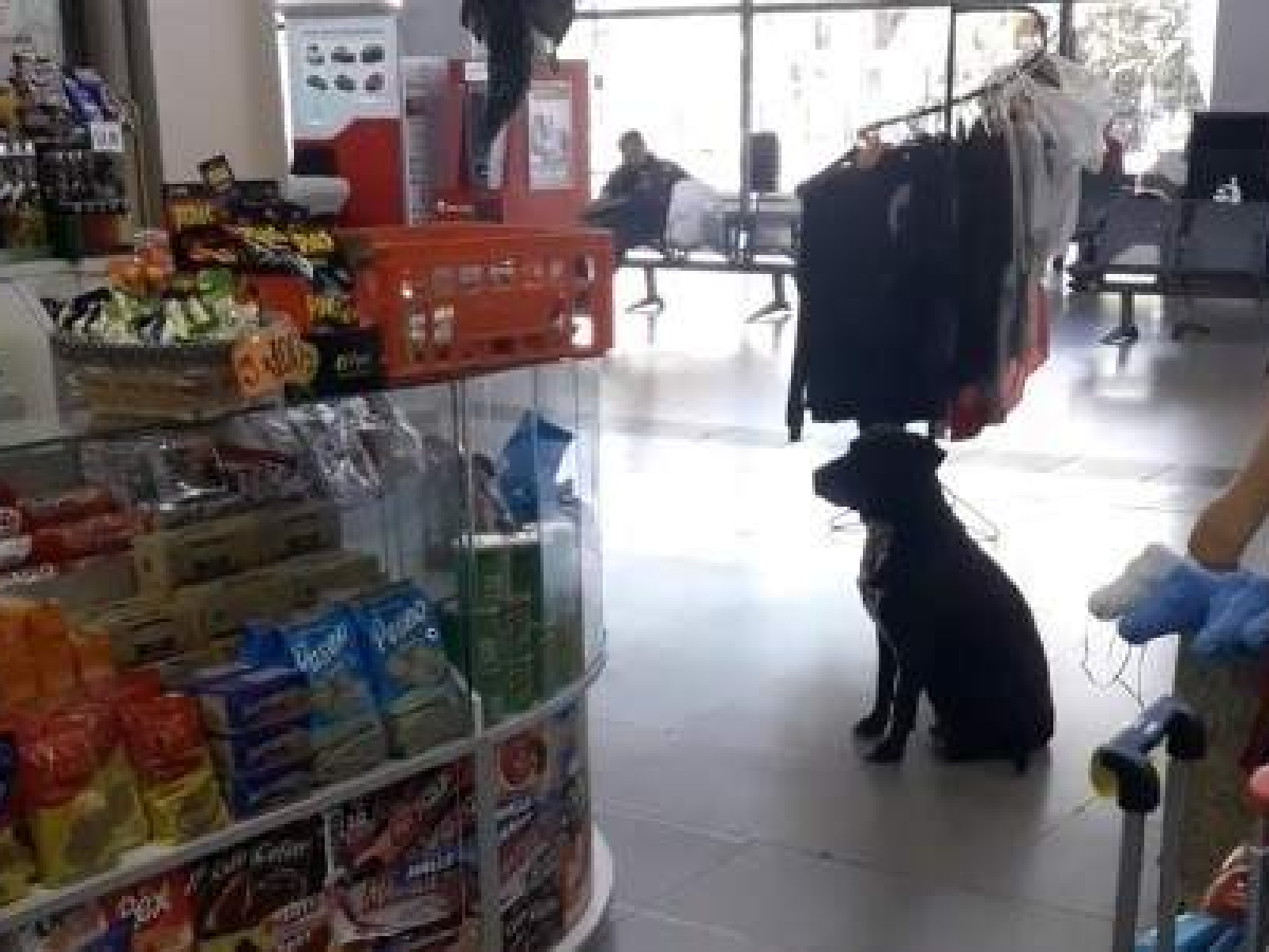 El imperdible video del perro que pide cajas en la Terminal de Rosario para armar su cucha