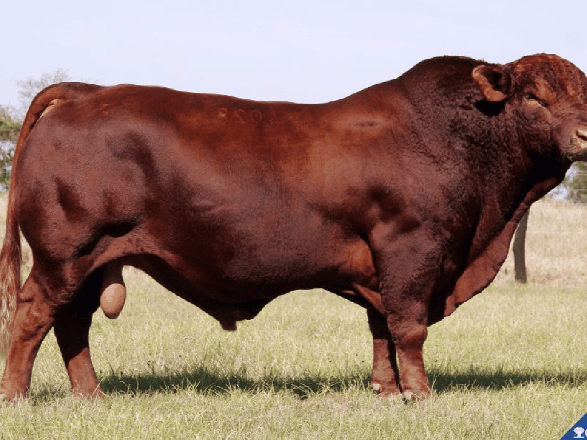 Editaron genéticamente a un toro para obtener mejor carne