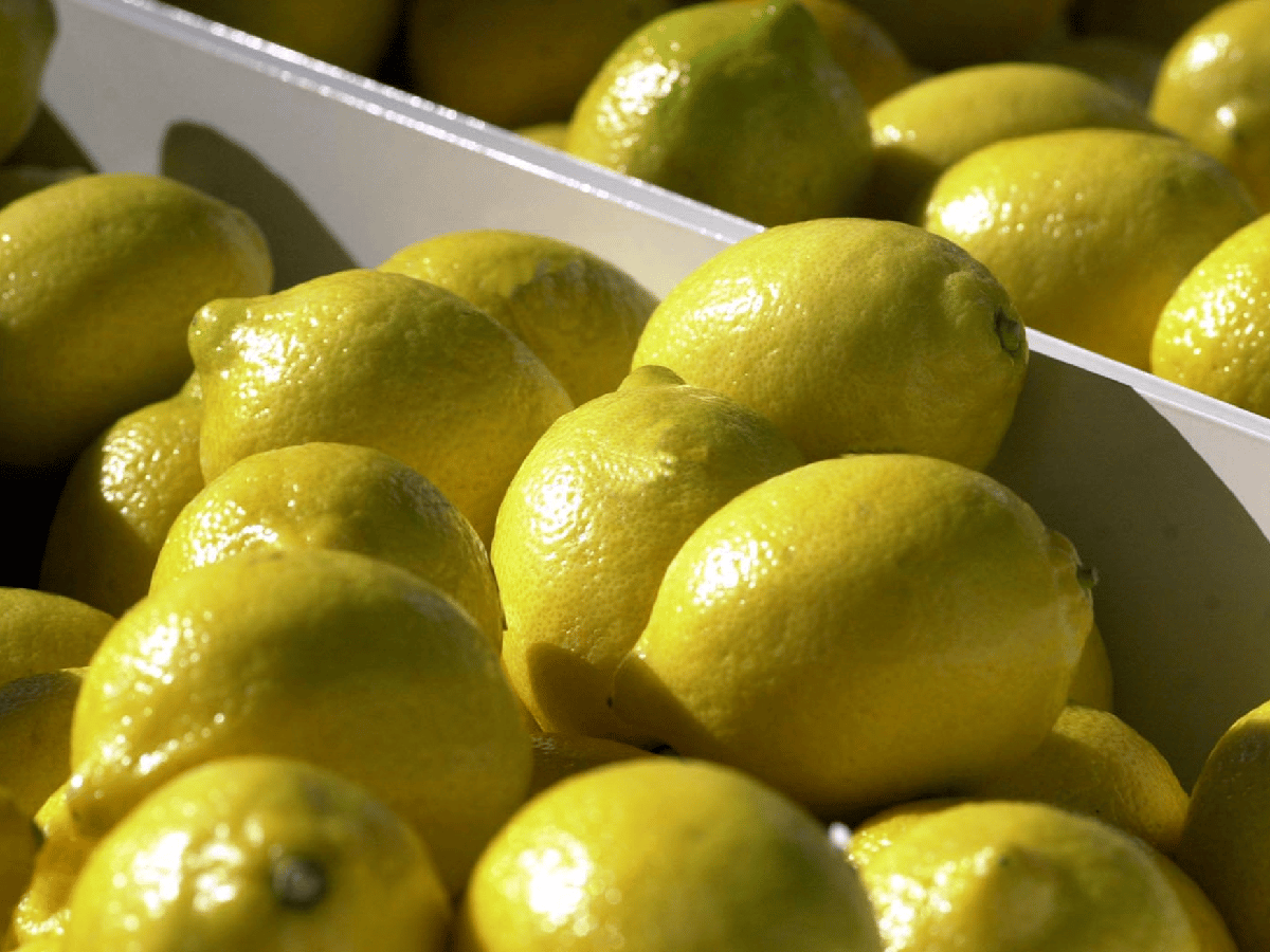Arribó el primer embarque de limones argentinos a India