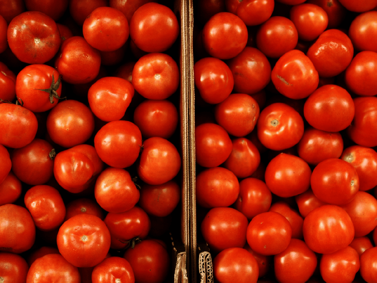 Proyecto académico: buscan  recuperar el "verdadero"  sabor del tomate en Argentina  