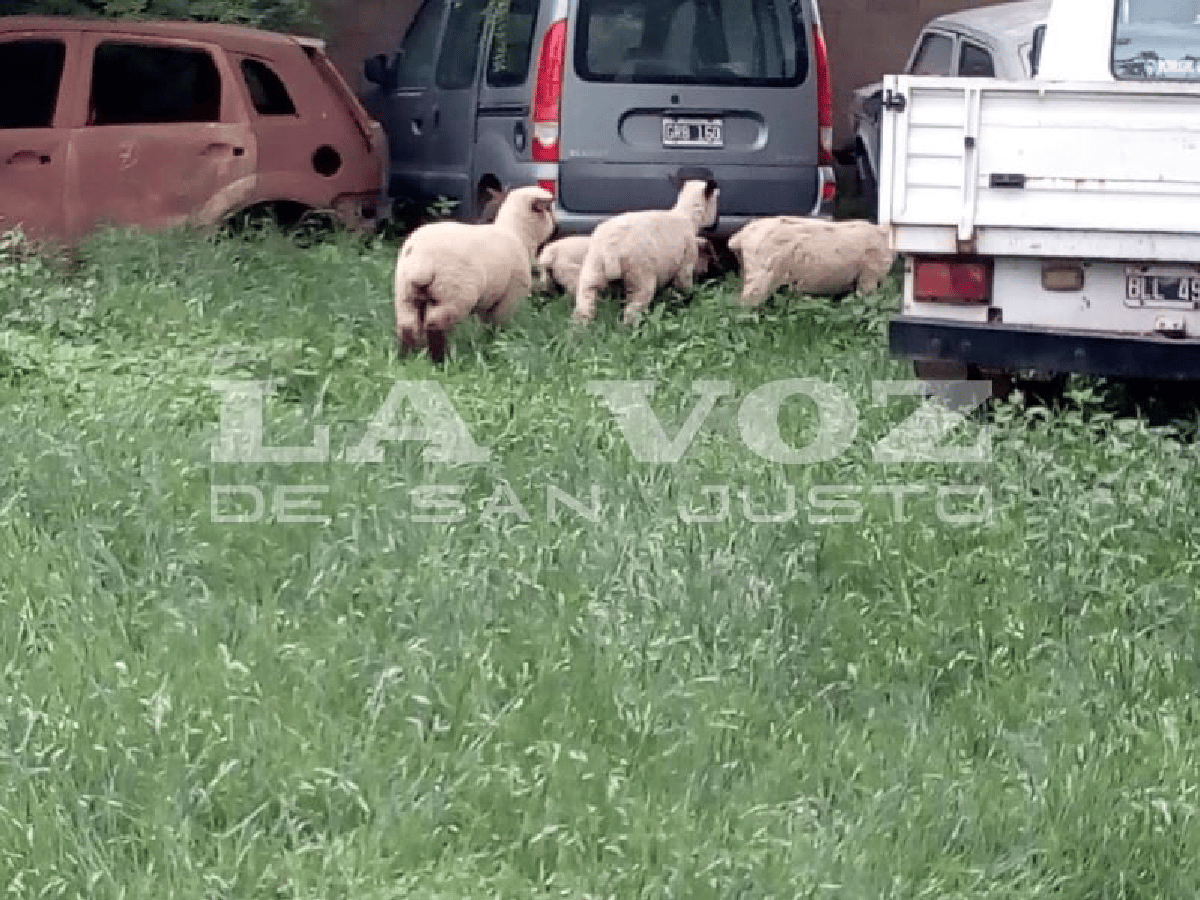 Llevaban 4 corderos intentaron escapar y los detuvo la policía en Sacanta