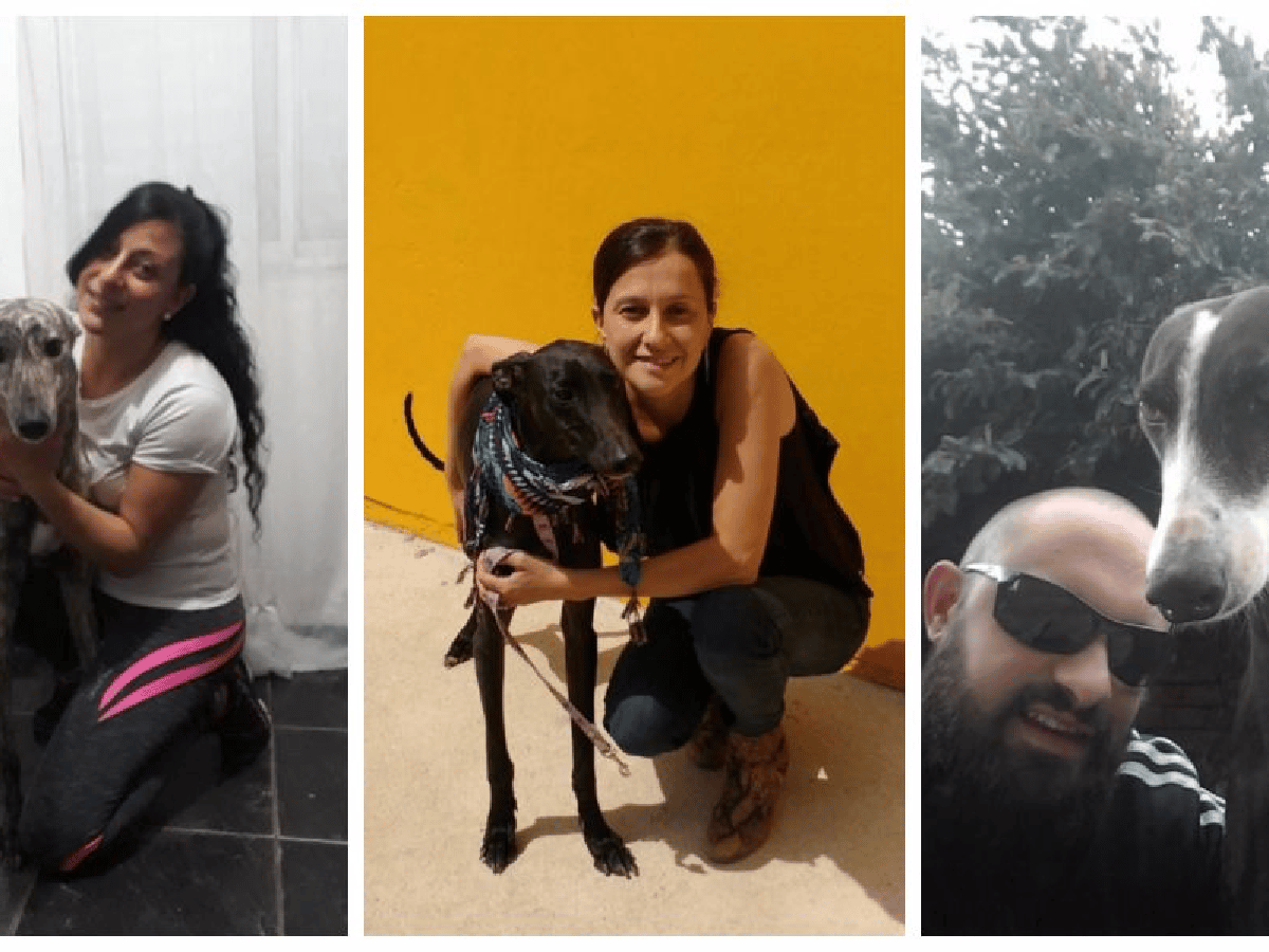 Adoptar galgos: una tendencia entre las mascotas que eligen los sanfrancisquieños    