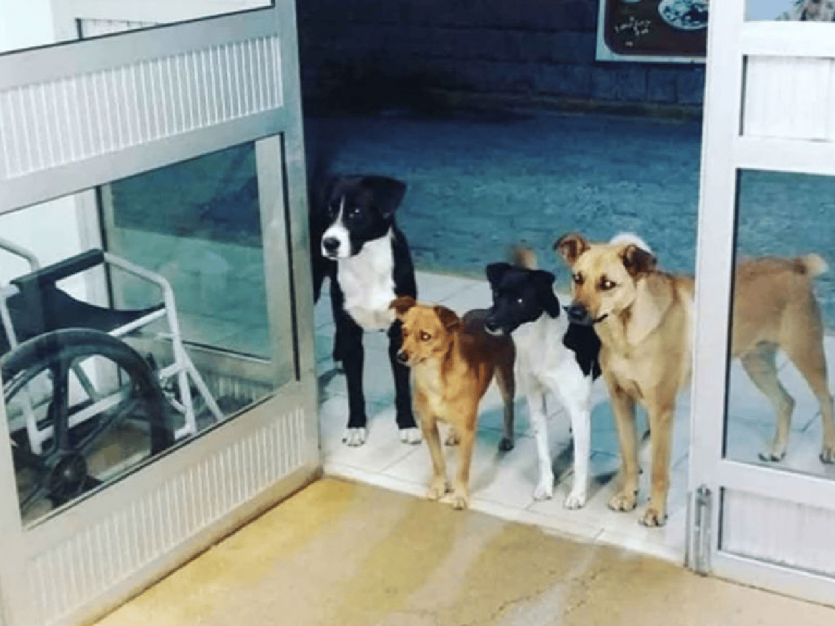 Cuatro perros esperaron a las puertas de un hospital a que su dueño fuera atendido en urgencias