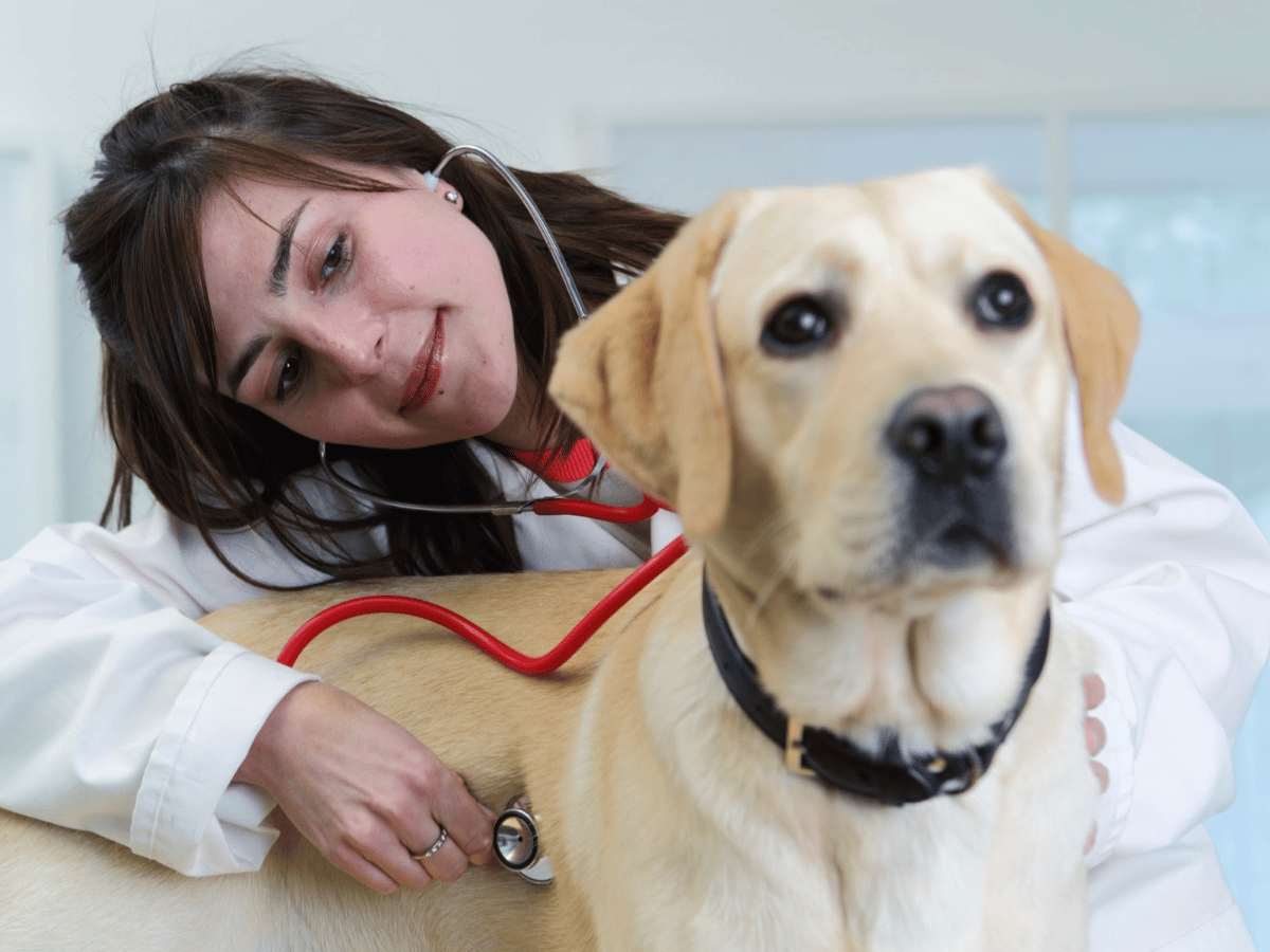 Cada vez más adolescentes quieren ser veterinarios