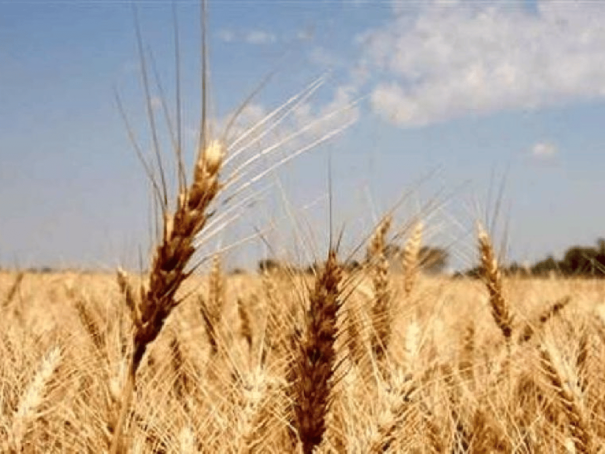 Estiman una caída del 24% en la cosecha de trigo en Córdoba