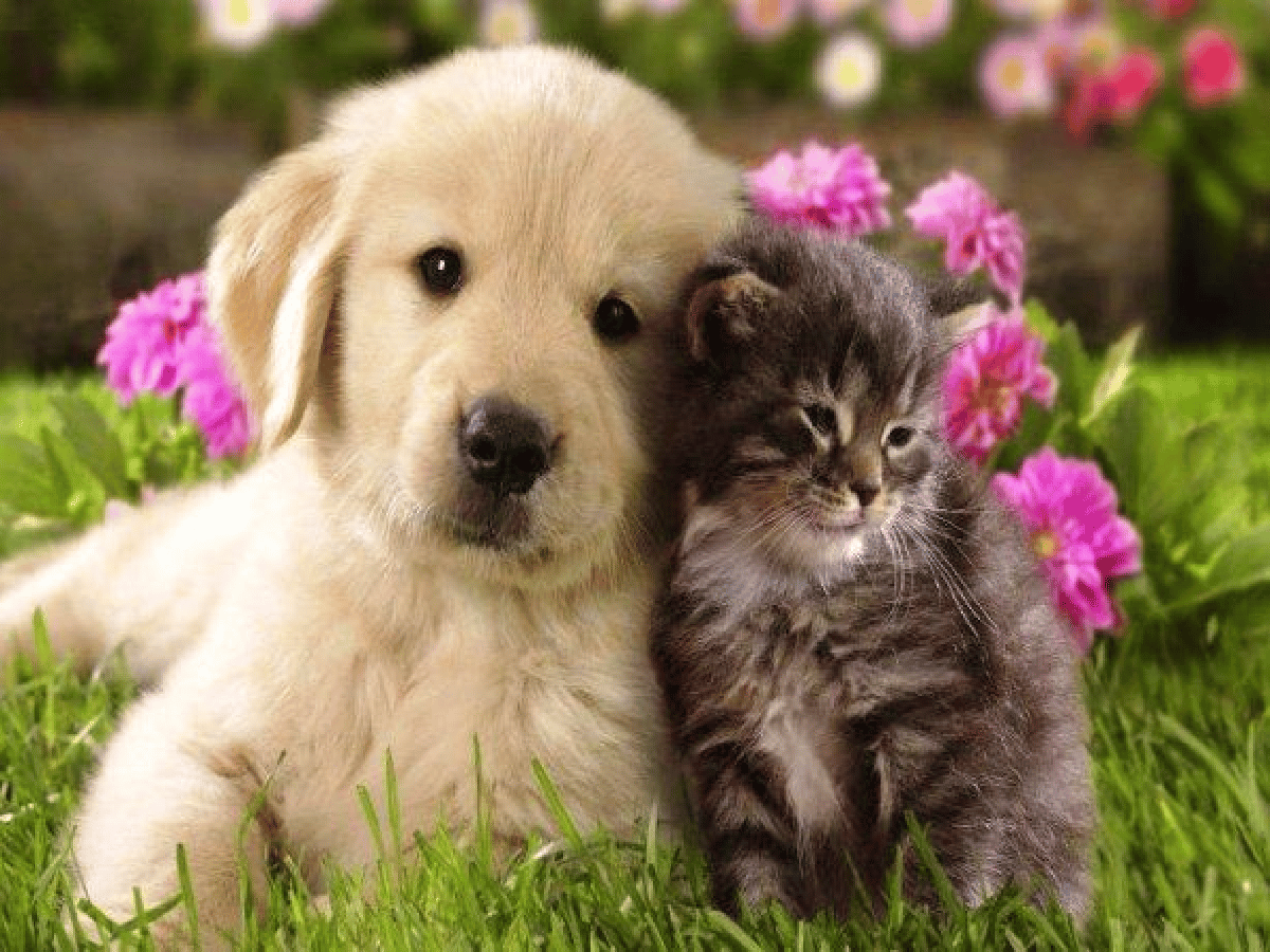 Brinkmann: Registro de adopción de mascotas y vacunación antirrábica en el Día del Animal 